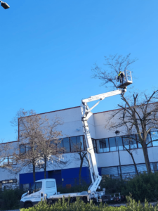 poda-altura-poligono