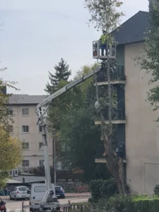 Poda de altura en urbanización